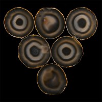 Natural History - Historic Agate Mineral Specimen Coaster Set