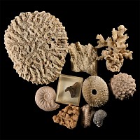 Natural History - Mixed Natural History Group