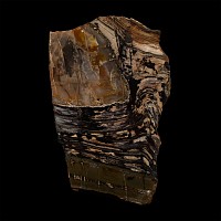 Natural History - 'Australia' Polished Stromatolite Block