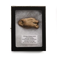 Natural History - Fossil Ichthyosaur 'Marine Dinosaur' Coprolite