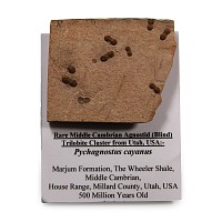 Natural History - Fossil Agnostid Trilobite Cluster in Matrix