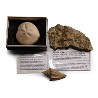 Natural History - Sea Fossil Collection
