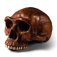 Natural History - Early Human Skull Replica