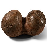 Natural History - Hadrosaur Dinosaur Egg Pair
