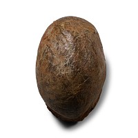 Natural History - Hadrosaur Dinosaur Egg