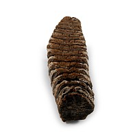 Natural History - Large Fossil Woolly Mammoth Tooth