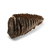 Natural History - Large Fossil Woolly Mammoth Tooth