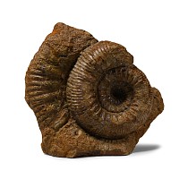 Natural History - Fossil Stephanoceras Ammonite Display