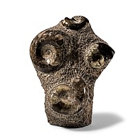 Natural History - Fossil Goniatite Display Stand