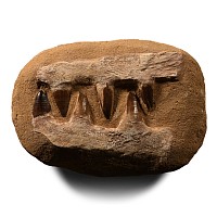 Natural History - Composite Fossil Mosasaur 'Marine Dinosaur' Jaw Pair