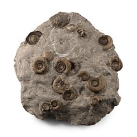 Natural History - Whitby Dac Fossil Ammonite Cluster