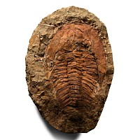 Natural History - Cambropallas Fossil Trilobite