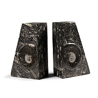 Natural History - Polished Fossil Goniatite Book Ends
