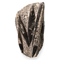 Natural History - Polished Fossil Orthoceras Cluster Display