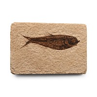Natural History - Fossil Knightia Fish