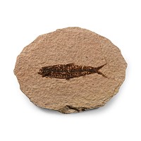 Natural History - Fossil Knightia Fish