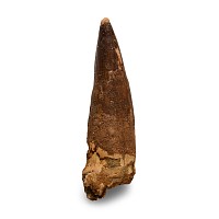 Natural History - Large Fossil Spinosaurus Dinosaur Tooth