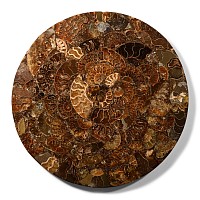 Natural History - Large Polished Fossil Ammonite Platter