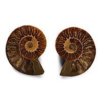 Natural History - Polished Fossil Cleoniceras Ammonite Pair