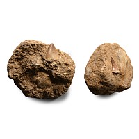 Natural History - Fossil Mosasaur 'Marine Dinosaur' Teeth and Fish Bones