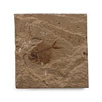 Natural History - Fossil Diplomystus Birdi Fish