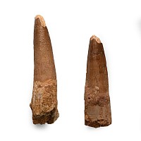 Natural History - Fossil Spinosaurus Dinosaur Tooth Group