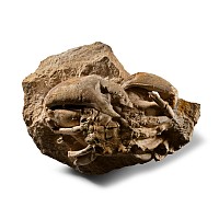 Natural History - Fossil Crab on Matrix