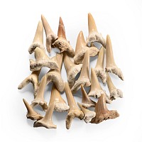 Natural History - Fossil Sand Shark Teeth Group
