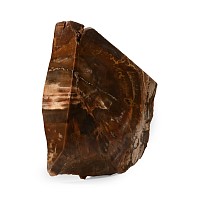 Natural History - Madagascan Fossil Lump Wood