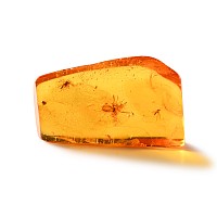 Natural History - Polished Baltic Amber with Insects