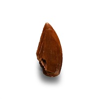 Natural History - Fossil North African 'T-Rex' Tooth