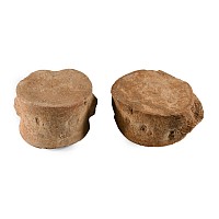 Natural History - Fossil Plesiosaur 'Marine Dinosaur' Vertebra Group