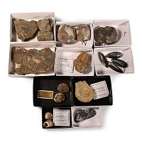 Natural History - Mixed Fossil Collection