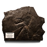 Natural History - Fossil Theropod Dinosaur Footprint