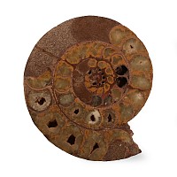 Natural History - Fossil Ammonite Section