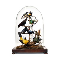 Natural History - Victorian Glass Dome with South American Exotic Birds