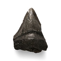 Megalodon Giant Shark Fossil Tooth