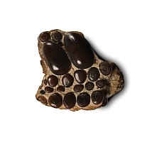 Fossil Pycnodont Partial Fish Palate
