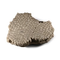 Roman Mosaic Floor Section