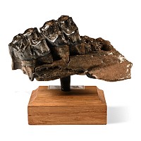 Fossil Irish Elk Jaw Section