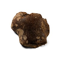 Fossil Woolly Mammoth Leg Bone Section