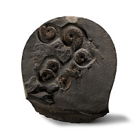 Fossil Ammonite Cluster