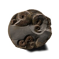 Fossil Ammonite Cluster Nodule