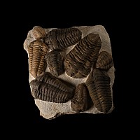 Fossil Flexicalymene Trilobite Cluster