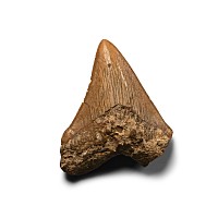 Fossil Megalodon Giant Shark's Tooth