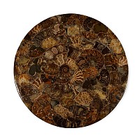 Polished Fossil Ammonite Plate