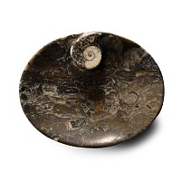 Polished Fossil Goniatite Dish
