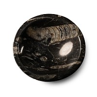 Polished Fossil Orthoceras Bowl