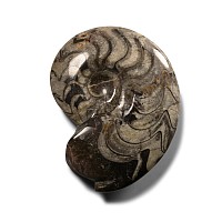 Polished Fossil Goniatite