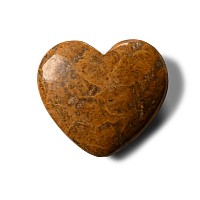 Polished Fossil Coral Head Palm Stone